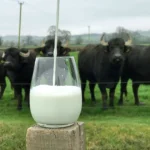 Fresh Buffalo Milk (Bhes Milk)