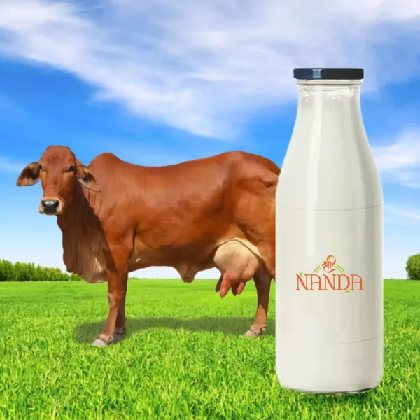 Fresh Cow Milk